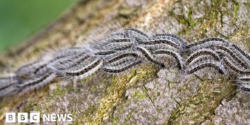 Warnings issued over toxic caterpillars