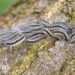 Warnings issued over toxic caterpillars