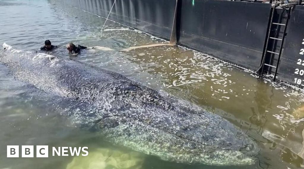Whale to be removed from Danish island after failed German rescue