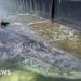 Whale to be removed from Danish island after failed German rescue