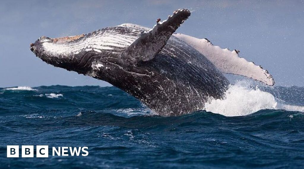 Whales could be harmed by diverted ships avoiding Middle East, scientists warn