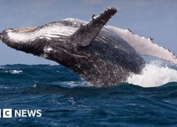Whales could be harmed by diverted ships avoiding Middle East, scientists warn