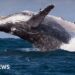 Whales could be harmed by diverted ships avoiding Middle East, scientists warn