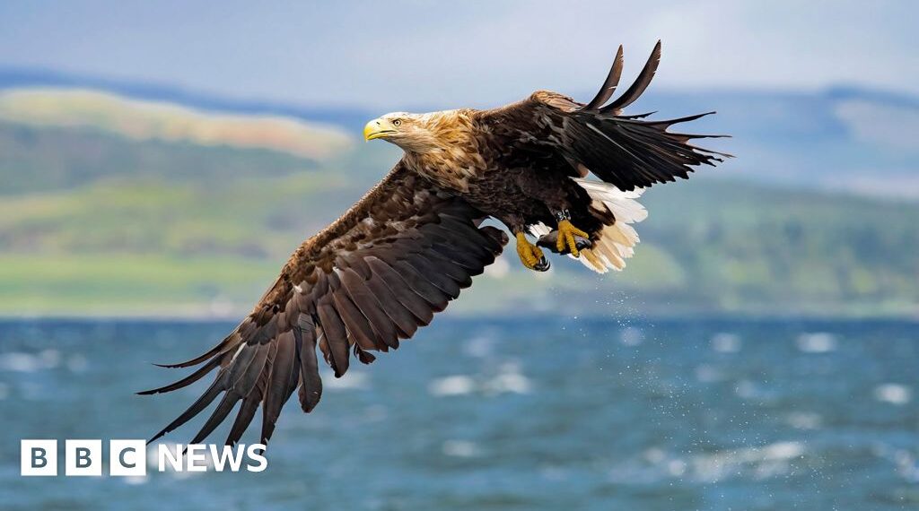 White-tailed eagles to be released in Exmoor despite farmer warnings