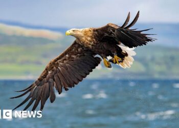 White-tailed eagles to be released in Exmoor despite farmer warnings