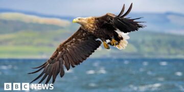 White-tailed eagles to be released in Exmoor despite farmer warnings