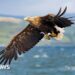 White-tailed eagles to be released in Exmoor despite farmer warnings