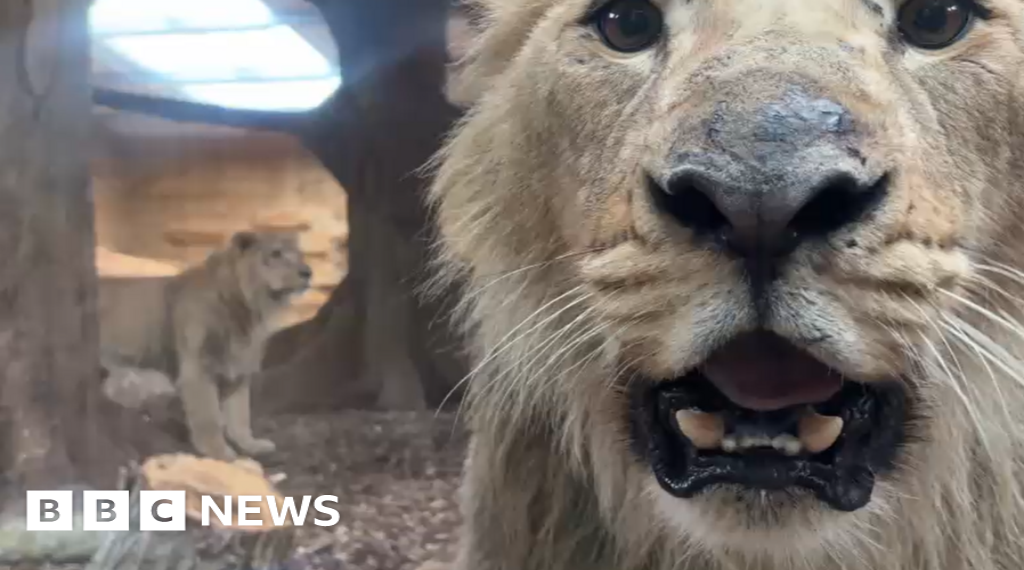 Wildlife park welcomes three male Asiatic lions
