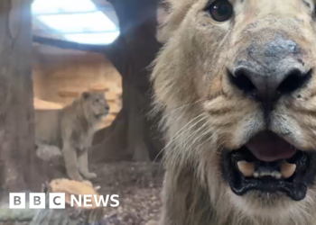 Wildlife park welcomes three male Asiatic lions