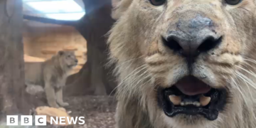 Wildlife park welcomes three male Asiatic lions