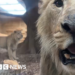 Wildlife park welcomes three male Asiatic lions