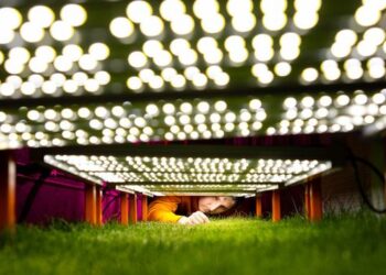 World Cup history will be made on this grass. These scientists have spent decades perfecting it