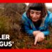 ‘Killer fungus’ destroying invasive plant in UK | BBC News