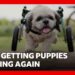 Specially designed wheels getting puppies playing again | BBC News