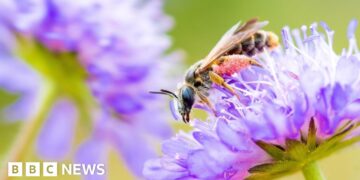 AI-powered conservation project ends