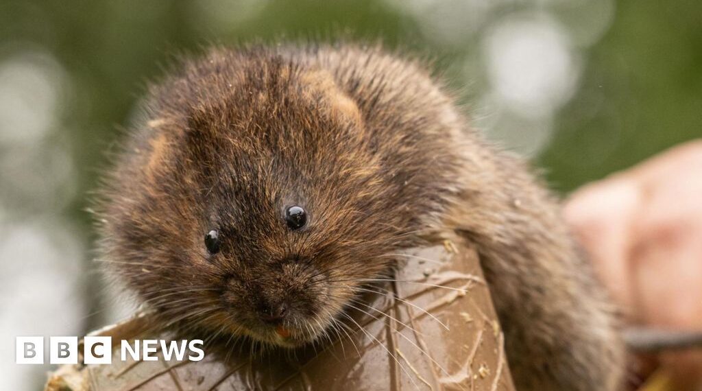 About 200 water voles released into nature reserve near Harpenden