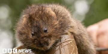 About 200 water voles released into nature reserve near Harpenden