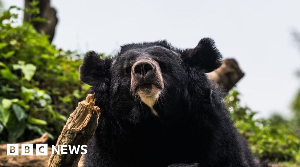 Black bear caught in Japan after days of sightings