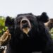 Black bear caught in Japan after days of sightings