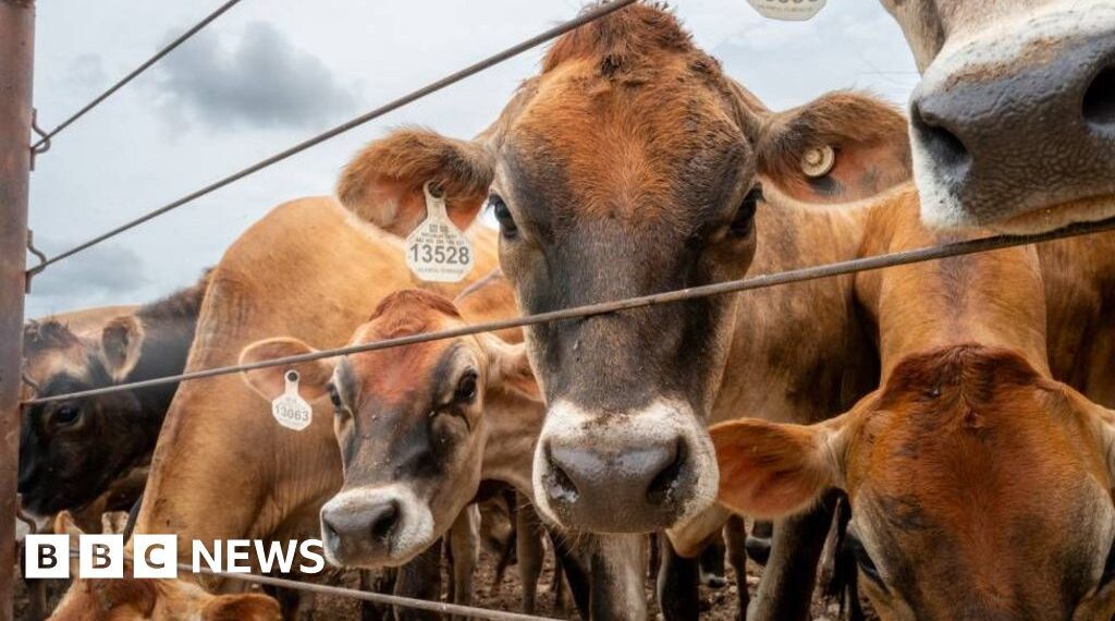 Canada bans Texas over US outbreak