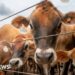 Canada bans Texas over US outbreak