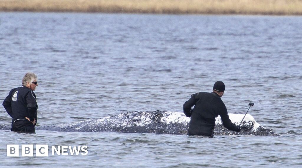 Dead whale towed ashore in Denmark ahead of autopsy