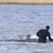 Dead whale towed ashore in Denmark ahead of autopsy