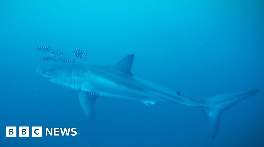 Diver on filming rare footage of Great White shark in the Mediterranean