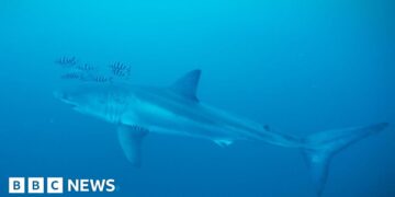 Diver on filming rare footage of Great White shark in the Mediterranean
