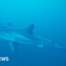 Diver on filming rare footage of Great White shark in the Mediterranean