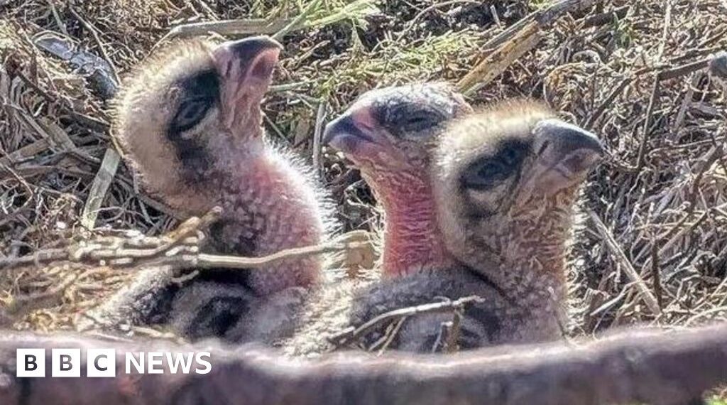 First few days of new chicks hatched at osprey centre captured on camera