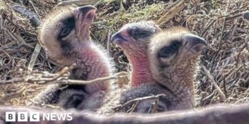First few days of new chicks hatched at osprey centre captured on camera