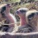 First few days of new chicks hatched at osprey centre captured on camera