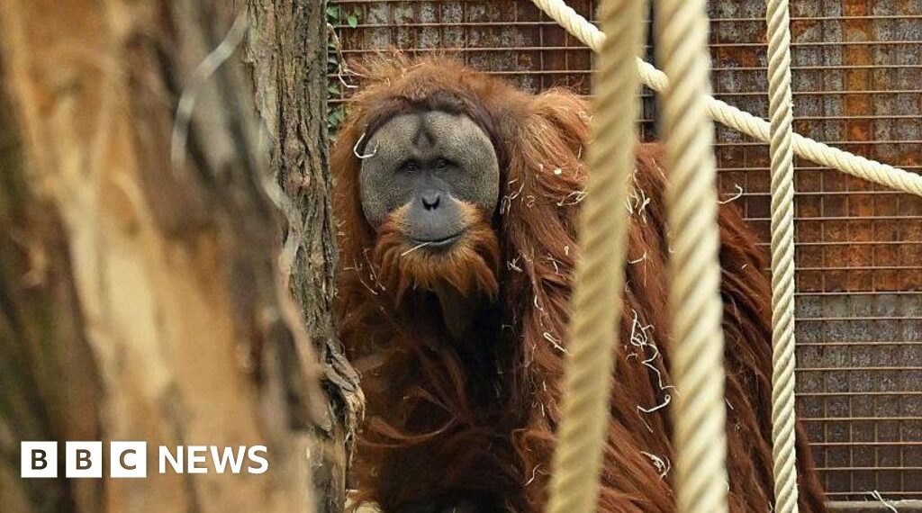 Four days of rain slashed population of world's rarest orangutans, study says