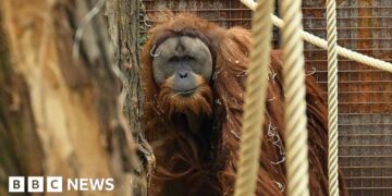 Four days of rain slashed population of world's rarest orangutans, study says