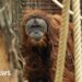 Four days of rain slashed population of world's rarest orangutans, study says