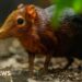 Hertfordshire Zoo celebrates birth of second pair of Sengi pups