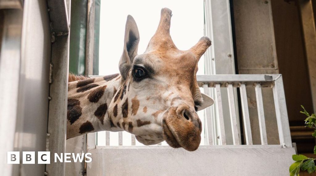 How a new arrival could help save rare giraffe