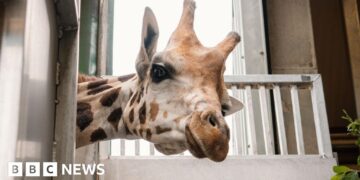How a new arrival could help save rare giraffe