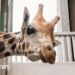 How a new arrival could help save rare giraffe