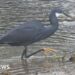 Hundreds of bird lovers flock to Caernarfon to see Western reef heron