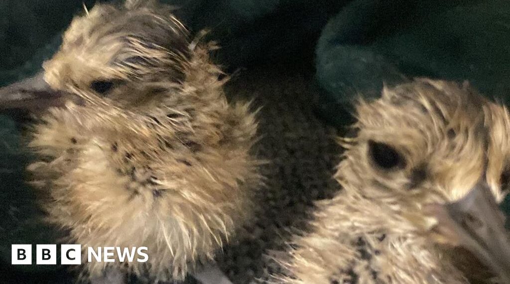 'It's a very big deal' - curlew eggs hatch after being saved from wildfire