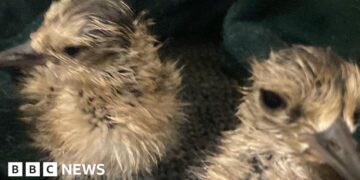 'It's a very big deal' - curlew eggs hatch after being saved from wildfire