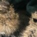 'It's a very big deal' - curlew eggs hatch after being saved from wildfire