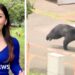 Japanese bear on the run after injuring four people