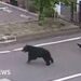 Man attacked by bear at steel works in Japan