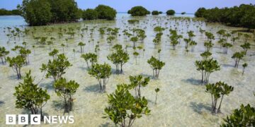 Mangrove forests are healing after decades of human destruction