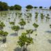 Mangrove forests are healing after decades of human destruction