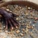 Miners dig on in face of lab-grown diamonds