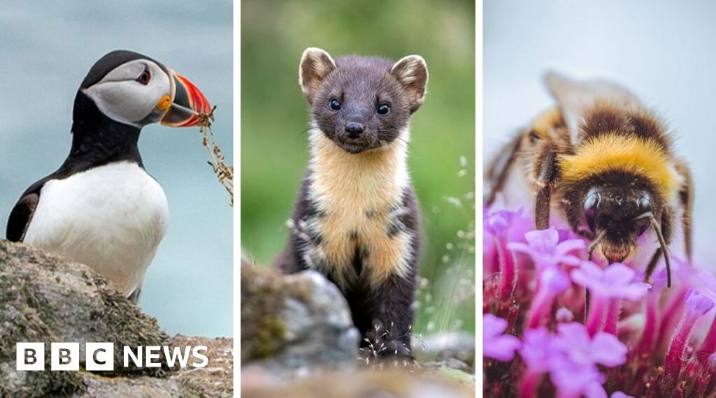 Puffin and bumblebee among 18 creatures shortlisted to feature on banknotes